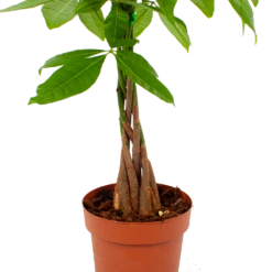 Pachira Aquatica - Geldboom - P17 H60 - Kamerplant 7 Pachira Aquatica - Geldboom - P17 H60 - Kamerplant -Natur Bloemen Winkel pachira aquatica geldboom p17 h60 5