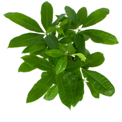 Pachira Aquatica - Geldboom - P17 H60 - Kamerplant 8 Pachira Aquatica - Geldboom - P17 H60 - Kamerplant -Natur Bloemen Winkel pachira aquatica geldboom p17 h60 6