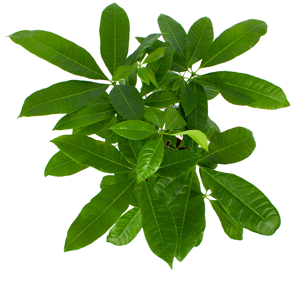 Pachira Aquatica - Geldboom - P17 H60 - Kamerplant 5 Pachira Aquatica - Geldboom - P17 H60 - Kamerplant - Afbeelding 3