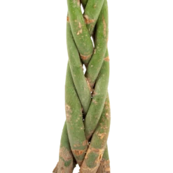 Pachira Aquatica - Geldboom - P23 H110 - Kamerplant 6 Pachira Aquatica - Geldboom - P23 H110 - Kamerplant -Natur Bloemen Winkel pachira aquatica geldboom p23 h110 5 1