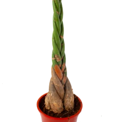 Pachira Aquatica - Geldboom - P27 H150 - Kamerplant -Natur Bloemen Winkel pachira aquatica geldboom p27 h150 5