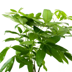 Pachira Aquatica - Geldboom - P27 H150 - Kamerplant -Natur Bloemen Winkel pachira aquatica geldboom p27 h150 6
