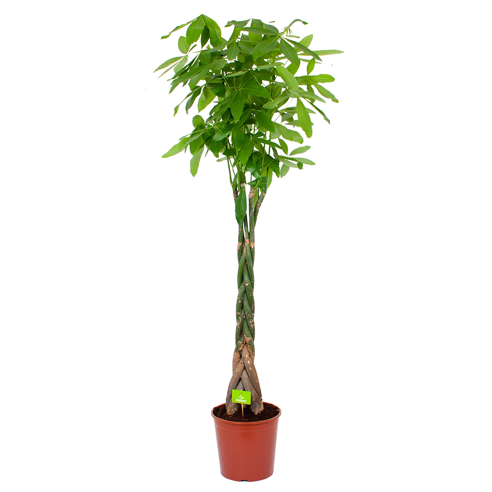 Pachira Aquatica - Geldboom - P31 H170 - Kamerplant 3 Pachira Aquatica - Geldboom - P31 H170 - Kamerplant