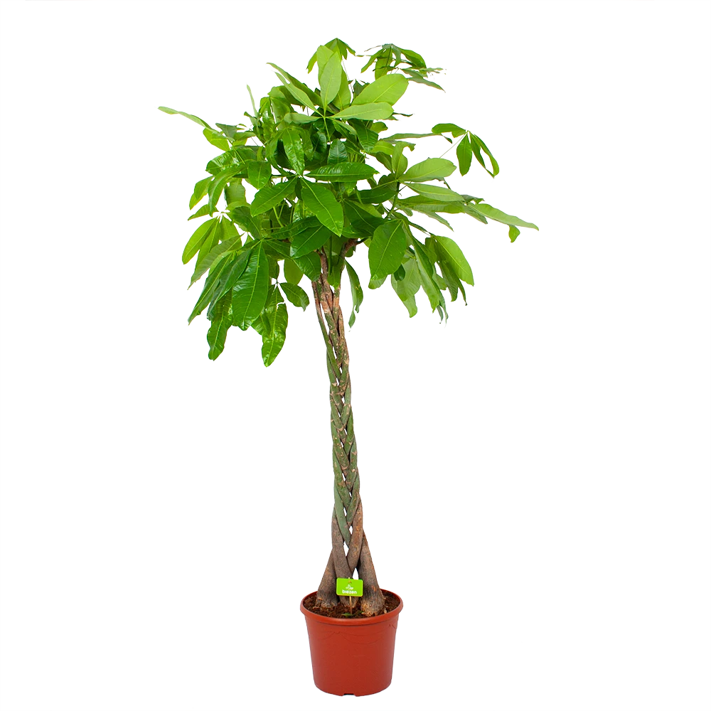 Pachira Aquatica - Geldboom - P35 H190 - Kamerplant 3 Pachira Aquatica - Geldboom - P35 H190 - Kamerplant