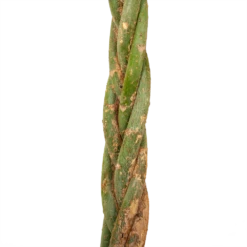 Pachira Aquatica - Geldboom - P35 H190 - Kamerplant 7 Pachira Aquatica - Geldboom - P35 H190 - Kamerplant -Natur Bloemen Winkel pachira aquatica geldboom p35 h190 5