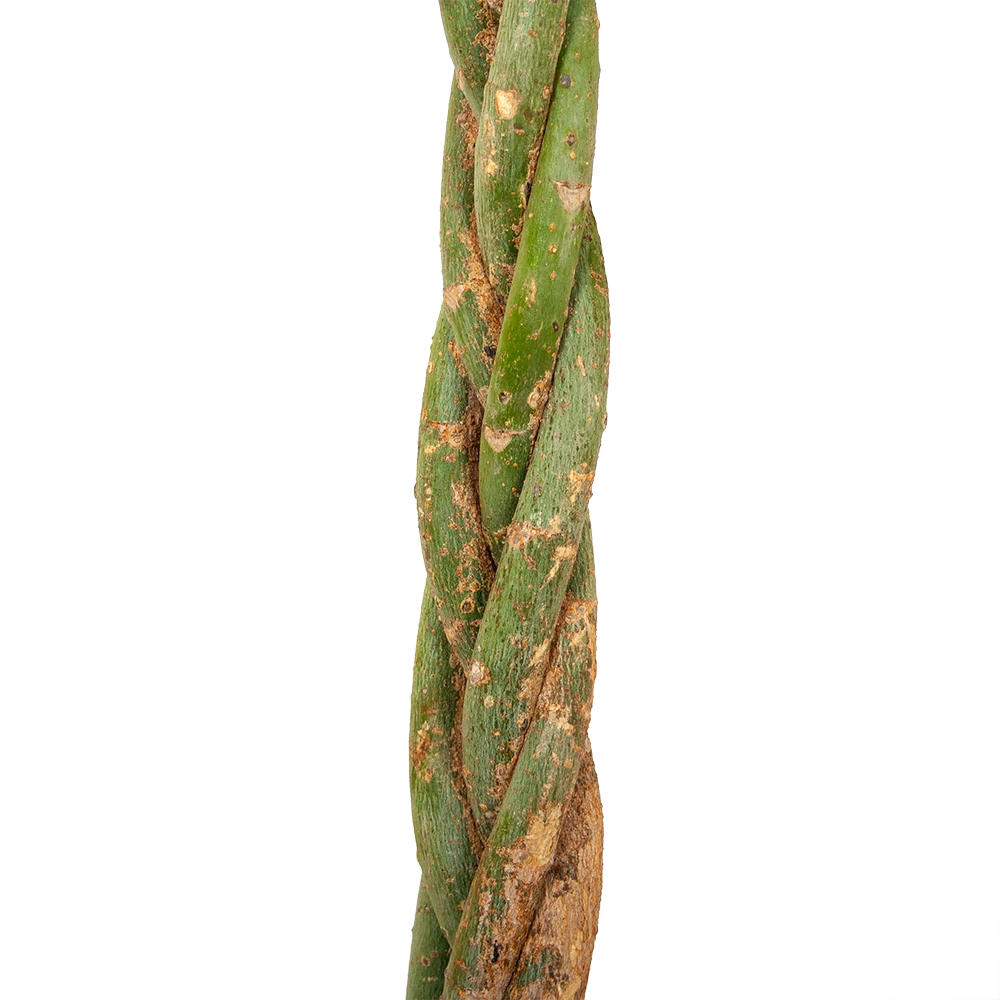 Pachira Aquatica - Geldboom - P35 H190 - Kamerplant 4 Pachira Aquatica - Geldboom - P35 H190 - Kamerplant - Afbeelding 2