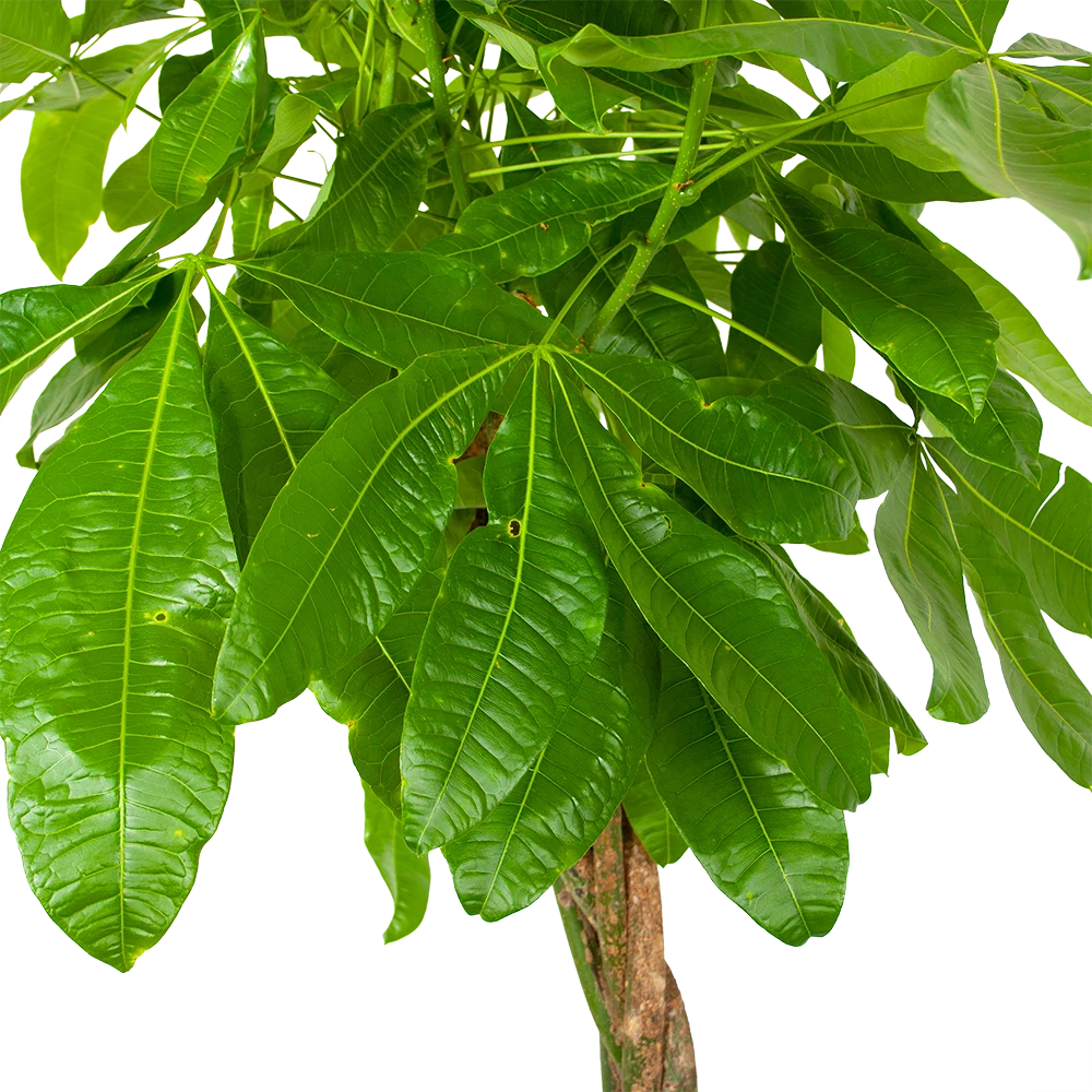 Pachira Aquatica - Geldboom - P35 H190 - Kamerplant 5 Pachira Aquatica - Geldboom - P35 H190 - Kamerplant - Afbeelding 3