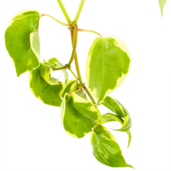 Peperomia Scandens Variegata - In Hangpot - P17 H30 - Kamerplant 8 Peperomia Scandens Variegata - In Hangpot - P17 H30 - Kamerplant -Natur Bloemen Winkel peperomia scandens variegata in hangpot p17 h30 6