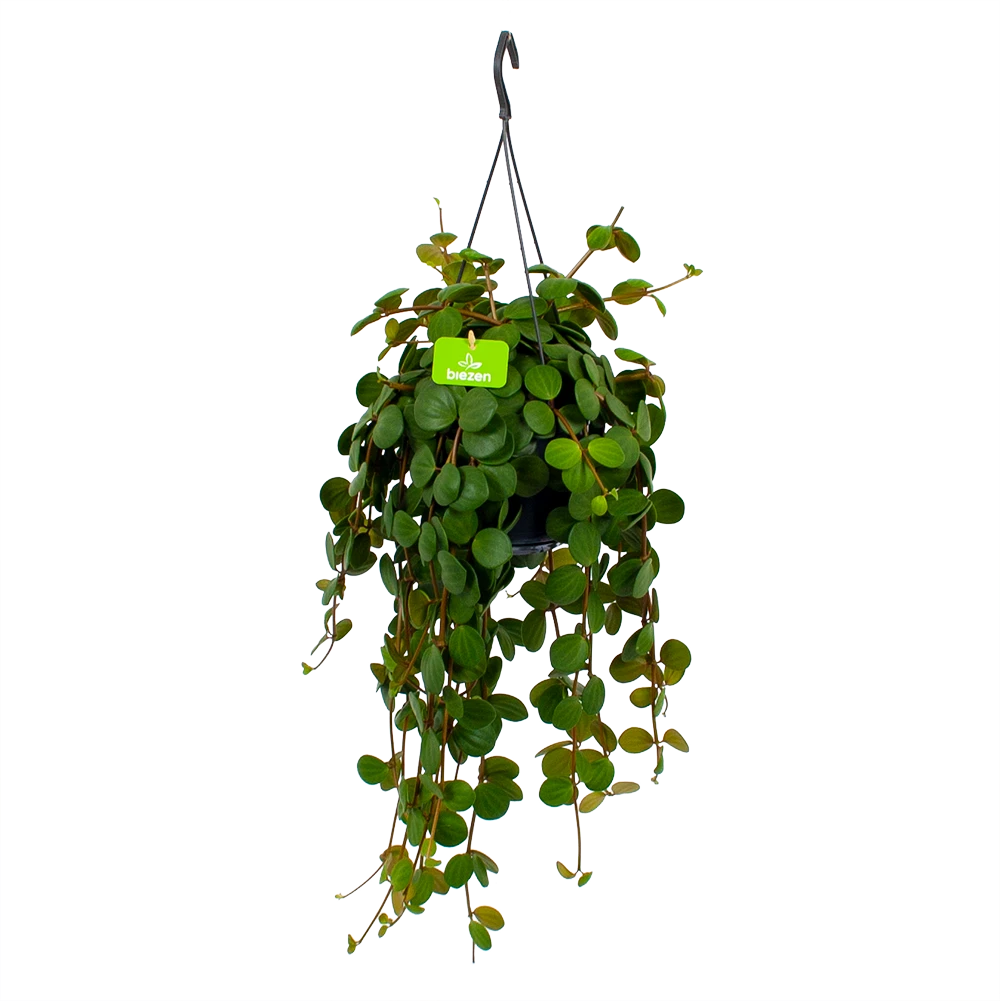 Peperomia Tetraphylla - In Hangpot - P15 H25 - Kamerplant 3 Peperomia Tetraphylla - In Hangpot - P15 H25 - Kamerplant