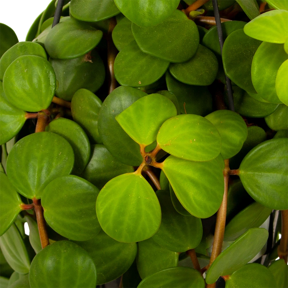 Peperomia Tetraphylla - In Hangpot - P15 H25 - Kamerplant 4 Peperomia Tetraphylla - In Hangpot - P15 H25 - Kamerplant - Afbeelding 2