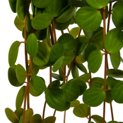 Peperomia Tetraphylla - In Hangpot - P15 H25 - Kamerplant 8 Peperomia Tetraphylla - In Hangpot - P15 H25 - Kamerplant -Natur Bloemen Winkel peperomia tetraphylla in hangpot p15 h25 6