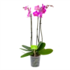 3 Taks Phalaenopsis Evolution - Vlinderorchidee - P12 H60 - Kamerplant -Natur Bloemen Winkel phalaenopsis vlinderorchidee 3 taks p12 h60 donker roze 4
