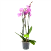 3 Taks Phalaenopsis Bloomington - Vlinderorchidee - P12 H60 - Kamerplant -Natur Bloemen Winkel phalaenopsis vlinderorchidee 3 taks p12 h60 roze 4