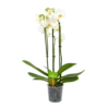 3 Taks Phalaenopsis Lighthouse - Vlinderorchidee - P12 H60 - Kamerplant -Natur Bloemen Winkel phalaenopsis vlinderorchidee 3 taks p12cm h60cm wit 4