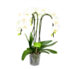 Phalaenopsis - Vlinderorchidee - 3 Taks - Waterfall - P12 H60 Wit - Kamerplant -Natur Bloemen Winkel phalaenopsis vlinderorchidee 3 taks waterfall p12cm h60cm wit 4