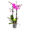 4 Taks Phalaenopsis Evolution - Vlinderorchidee - P12 H60 - Kamerplant -Natur Bloemen Winkel phalaenopsis vlinderorchidee 4 taks p12 h60 donker roze 4