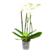 4 Taks Phalaenopsis Lighthouse - Vlinderorchidee - P12 H60 - Kamerplant -Natur Bloemen Winkel phalaenopsis vlinderorchidee 4 taks p12cm h60cm wit 4