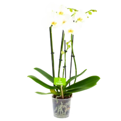 4 Taks Phalaenopsis Lighthouse - Vlinderorchidee - P12 H60 - Kamerplant