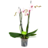 4 Taks Phalaenopsis Denver - Vlinderorchidee - P12 H60 - Kamerplant -Natur Bloemen Winkel phalaenopsis vlinderorchidee 4 taks p12cm h60cm wit roze 4