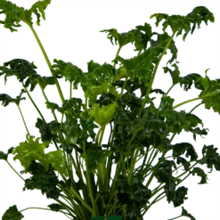 Philodendron Atlantis - P21 H75 - Kamerplant -Natur Bloemen Winkel philodendron atlantis p21 h75 kamerplant 3