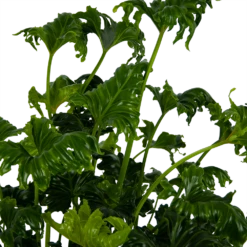 Philodendron Atlantis - P21 H75 - Kamerplant -Natur Bloemen Winkel philodendron atlantis p21 h75 kamerplant 4