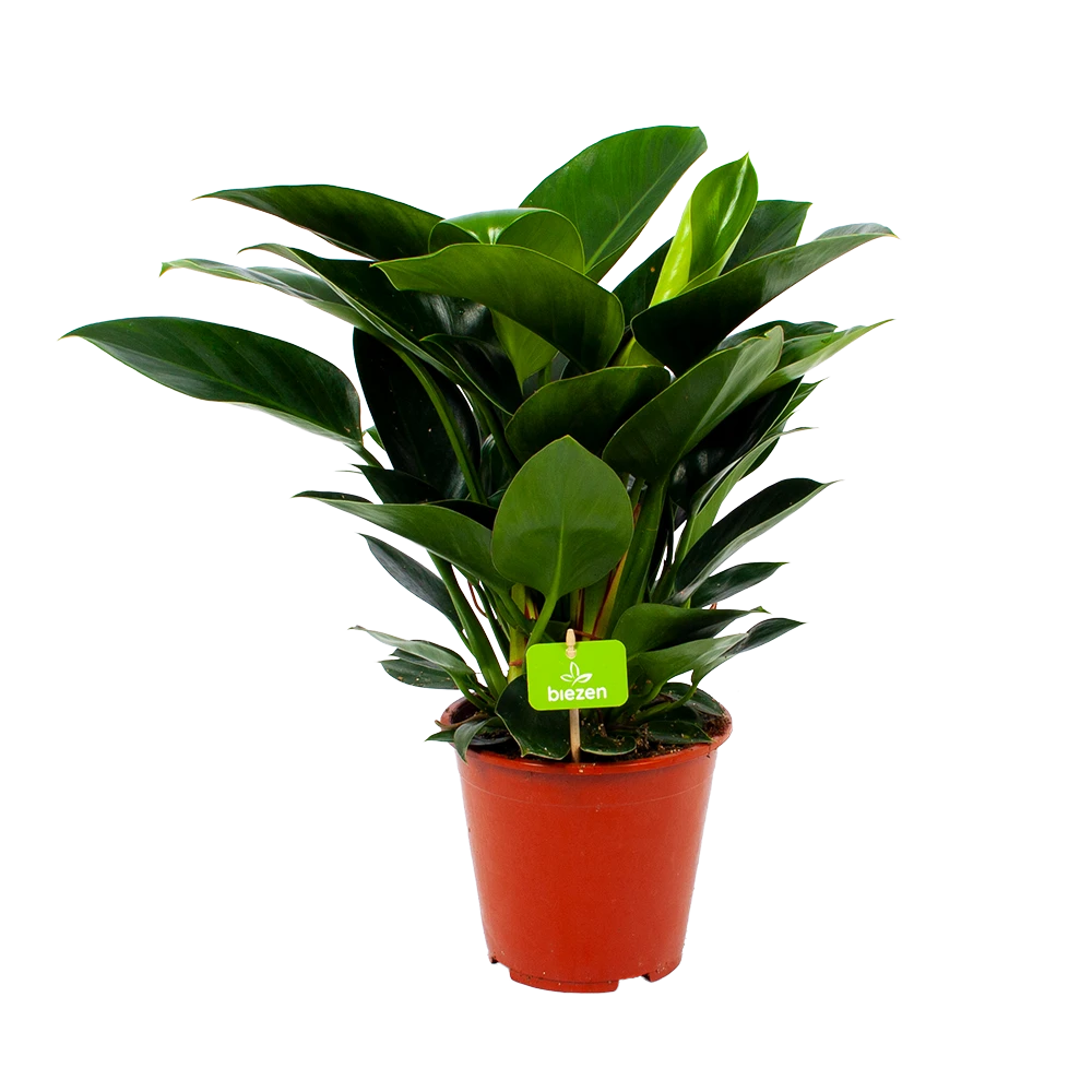 Philodendron Congo Apple - P19 H60 - Kamerplant 3 Philodendron Congo Apple - P19 H60 - Kamerplant