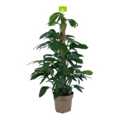 Philodendron Florida Beauty Op Mosstok - P24 H80 - Kamerplant
