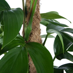 Philodendron Florida Beauty Op Mosstok - P24 H80 - Kamerplant -Natur Bloemen Winkel philodendron florida beauty op mosstok p24 h80 6 1