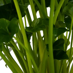 Philodendron Grizzly - P21 H55 - Kamerplant 7 Philodendron Grizzly - P21 H55 - Kamerplant -Natur Bloemen Winkel philodendron grizzly p21 h55 5