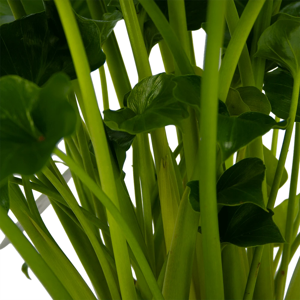 Philodendron Grizzly - P21 H55 - Kamerplant 4 Philodendron Grizzly - P21 H55 - Kamerplant - Afbeelding 2