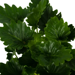 Philodendron Grizzly - P21 H55 - Kamerplant 8 Philodendron Grizzly - P21 H55 - Kamerplant -Natur Bloemen Winkel philodendron grizzly p21 h55 6