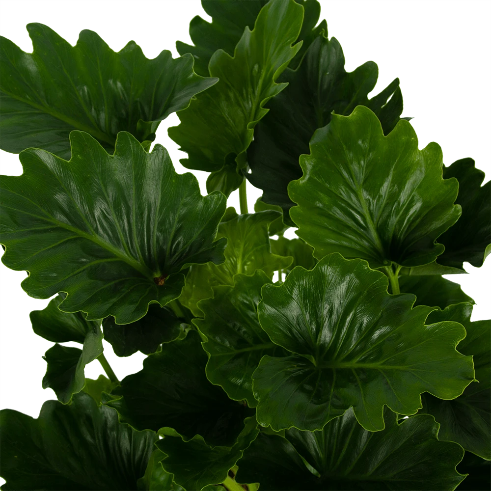 Philodendron Grizzly - P21 H55 - Kamerplant 5 Philodendron Grizzly - P21 H55 - Kamerplant - Afbeelding 3