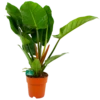 Philodendron Imperial Green - P19 H80 - Kamerplant -Natur Bloemen Winkel philodendron imperial green p19 h80 4