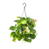 Philodendron Scandens Brasil - In Hangpot - P14 H35 - Kamerplant -Natur Bloemen Winkel philodendron scandens brasil in hangpot p14 h35 1 1