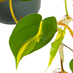 Philodendron Scandens Brasil - In Hangpot - P17 H35 - Kamerplant -Natur Bloemen Winkel philodendron scandens brasil in hangpot p17 h35 6