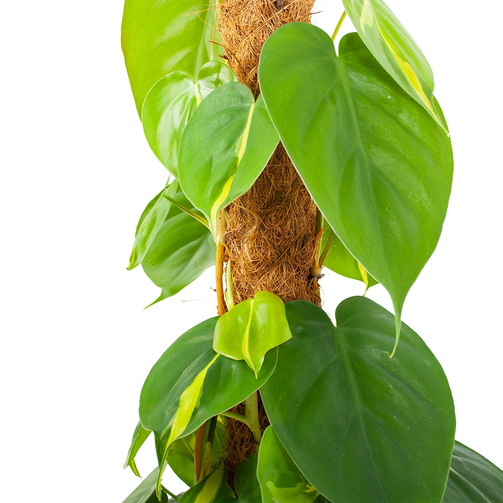 Philodendron Scandens Brasil Op Mosstok - P17 H75 - Kamerplant 4 Philodendron Scandens Brasil Op Mosstok - P17 H75 - Kamerplant - Afbeelding 2