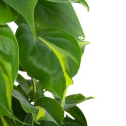 Philodendron Scandens Brasil Op Mosstok - P17 H75 - Kamerplant 8 Philodendron Scandens Brasil Op Mosstok - P17 H75 - Kamerplant -Natur Bloemen Winkel philodendron scandens brasil op mosstok p17 h75 6 1