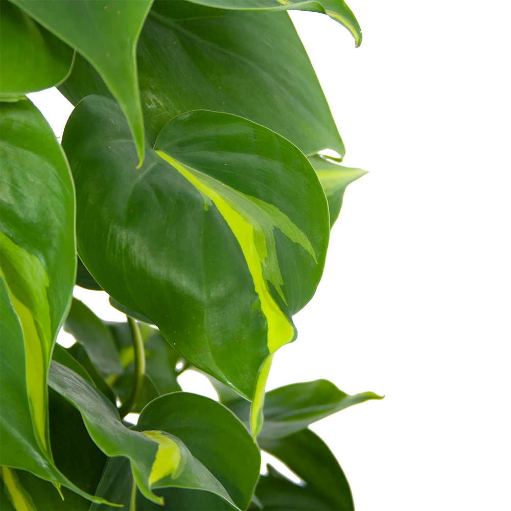 Philodendron Scandens Brasil Op Mosstok - P17 H75 - Kamerplant 5 Philodendron Scandens Brasil Op Mosstok - P17 H75 - Kamerplant - Afbeelding 3
