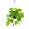 Philodendron Scandens - In Hangpot - P17 H35 - Kamerplant -Natur Bloemen Winkel philodendron scandens in hangpot p17 h35 1
