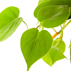 Philodendron Scandens - In Hangpot - P17 H35 - Kamerplant -Natur Bloemen Winkel philodendron scandens in hangpot p17 h35 6