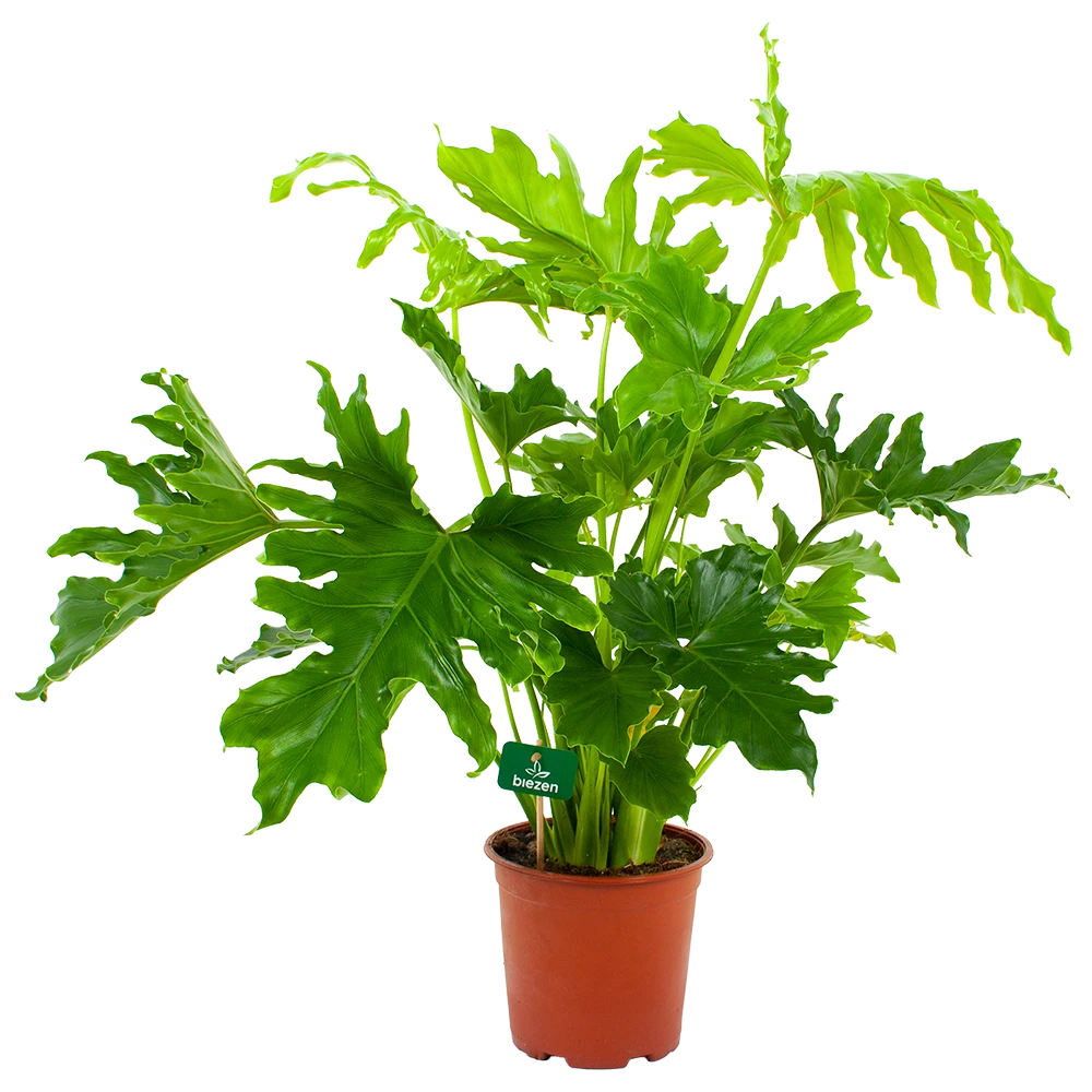 Philodendron Selloum Little Hope - P19 H75 - Kamerplant 3 Philodendron Selloum Little Hope - P19 H75 - Kamerplant