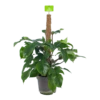 Philodendron Squamiferum Piramide Op Mosstok - P24 H70 - Kamerplant -Natur Bloemen Winkel philodendron squamiferum piramide op mosstok p24 h70 1