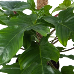 Philodendron Squamiferum Piramide Op Mosstok - P24 H70 - Kamerplant 7 Philodendron Squamiferum Piramide Op Mosstok - P24 H70 - Kamerplant -Natur Bloemen Winkel philodendron squamiferum piramide op mosstok p24 h70 5