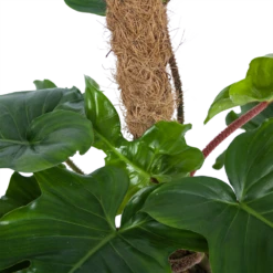 Philodendron Squamiferum Piramide Op Mosstok - P24 H70 - Kamerplant 8 Philodendron Squamiferum Piramide Op Mosstok - P24 H70 - Kamerplant -Natur Bloemen Winkel philodendron squamiferum piramide op mosstok p24 h70 6