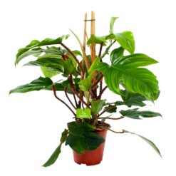 Philodendron Squamiferum Piramide - P19 H75 - Kamerplant