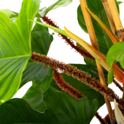 Philodendron Squamiferum Piramide - P19 H75 - Kamerplant -Natur Bloemen Winkel philodendron squamiferum piramide p19 h75 6 1