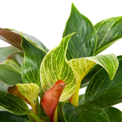 Philodendron White Wave - P13 H30 - Kamerplant -Natur Bloemen Winkel philodendron white wave p13 h30 5