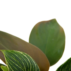 Philodendron White Wave - P13 H30 - Kamerplant -Natur Bloemen Winkel philodendron white wave p13 h30 6