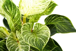 Philodendron White Wave - P17 H40 - Kamerplant -Natur Bloemen Winkel philodendron white wave p17 h40 6 1