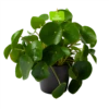 Pilea Peperomioides - Pannenkoekenplant - P17 H35 - Kamerplant 2 Pilea Peperomioides - Pannenkoekenplant - P17 H35 - Kamerplant -Natur Bloemen Winkel pilea peperomioides pannenkoekenplant p17 h35 1
